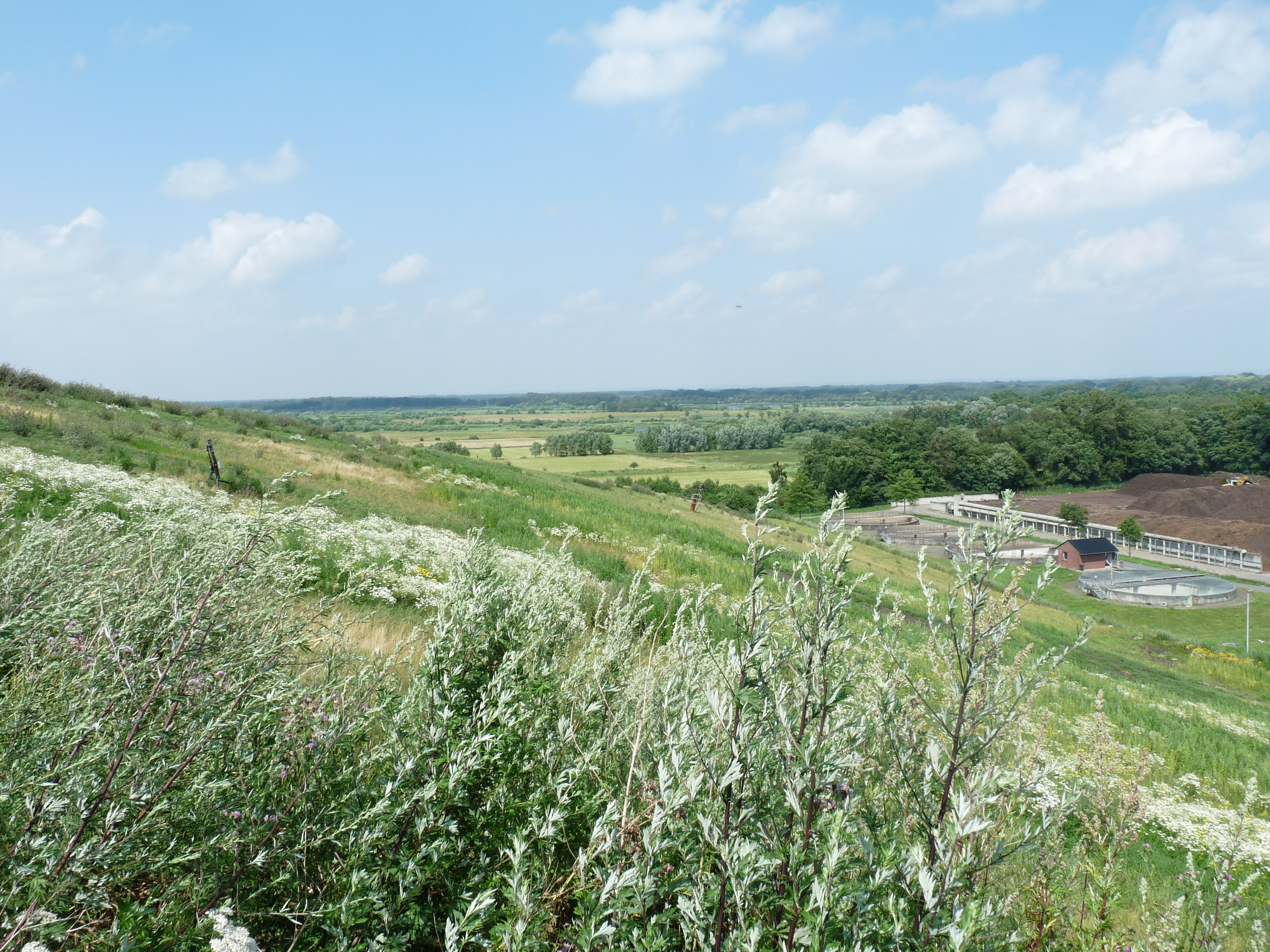 Blick durch Pflanzen auf der Deponie