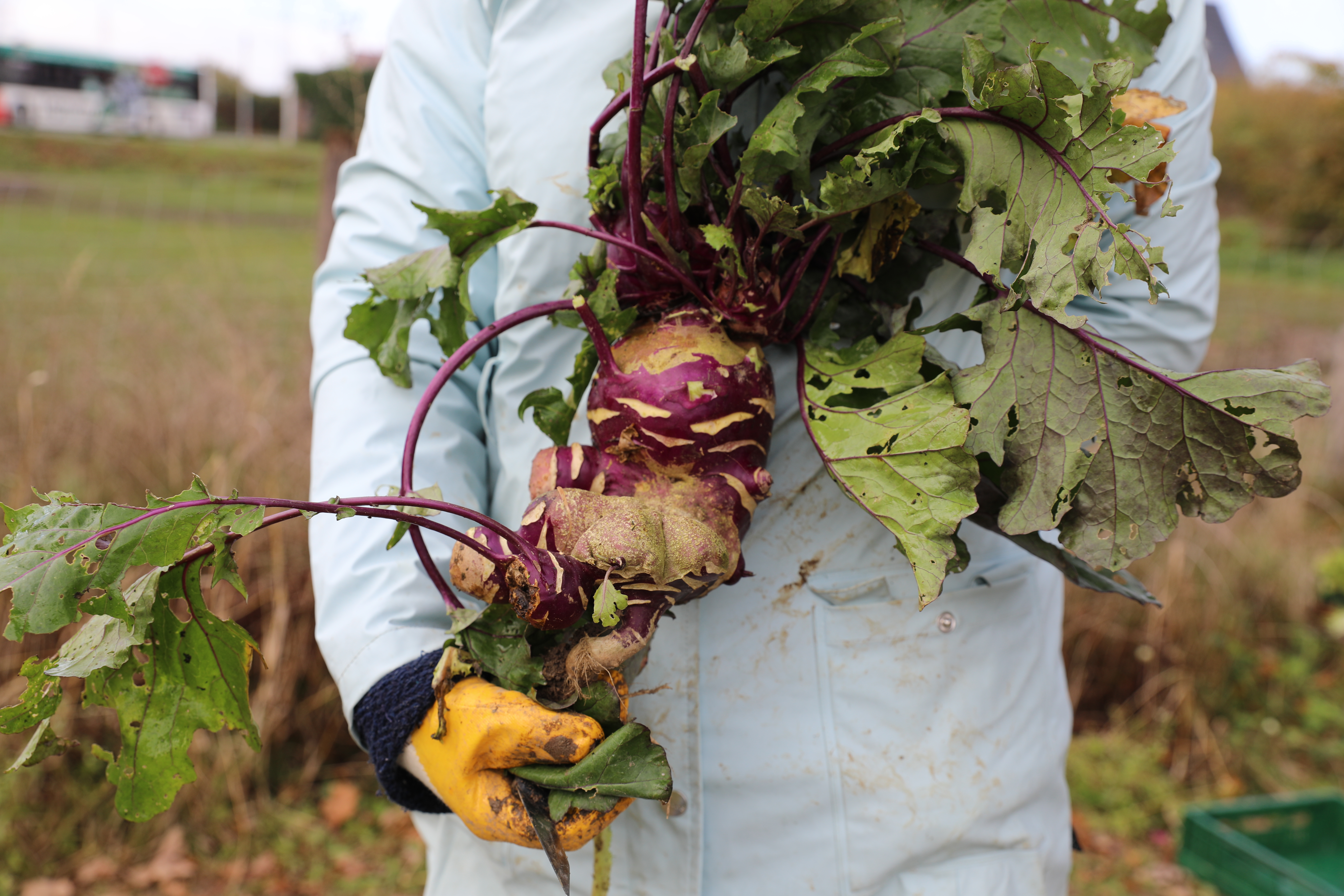 Nachernte in Münster mit der fairTEiLBAR