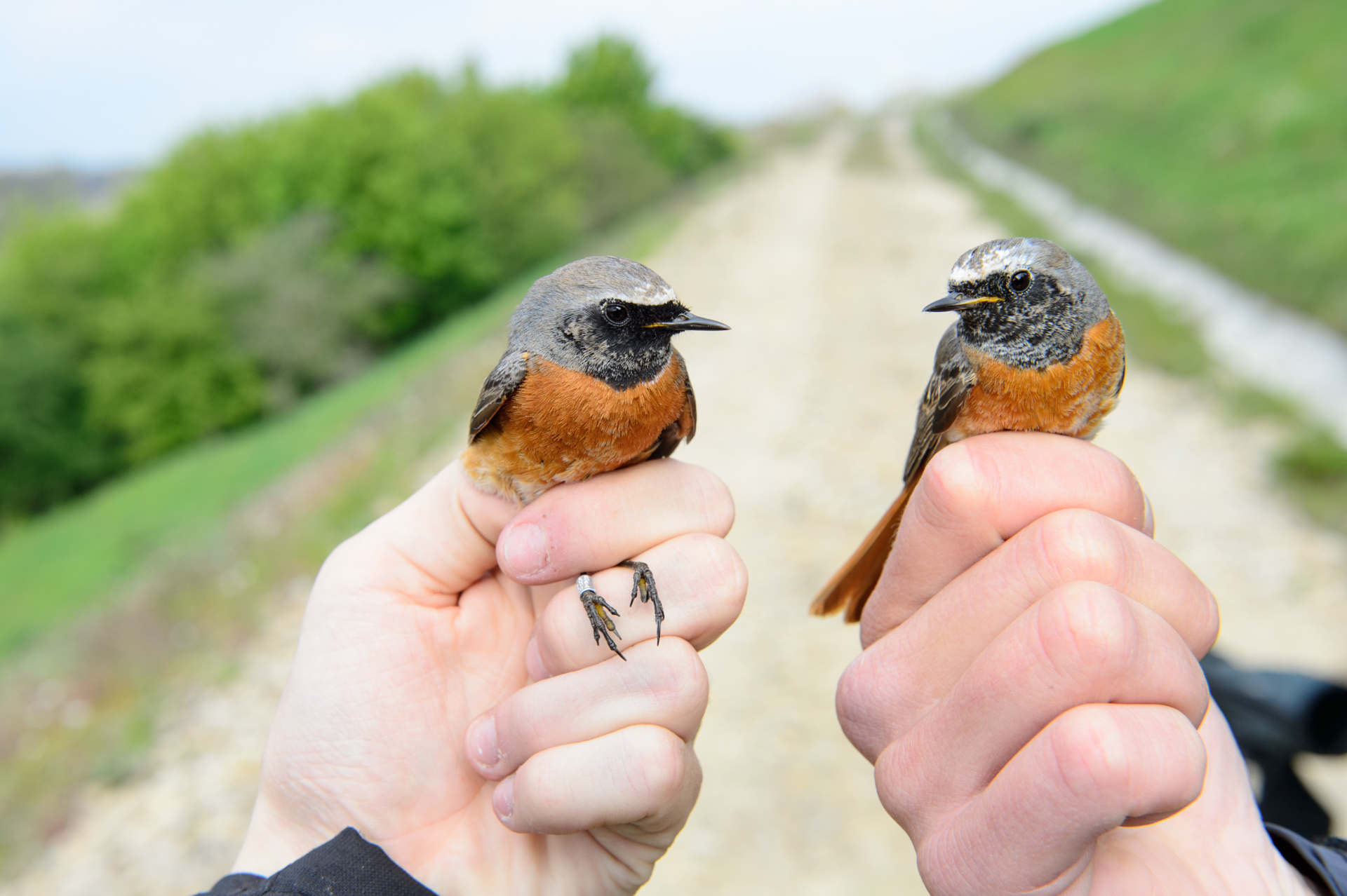 Vogelschutz: Beringung Vogelpaar