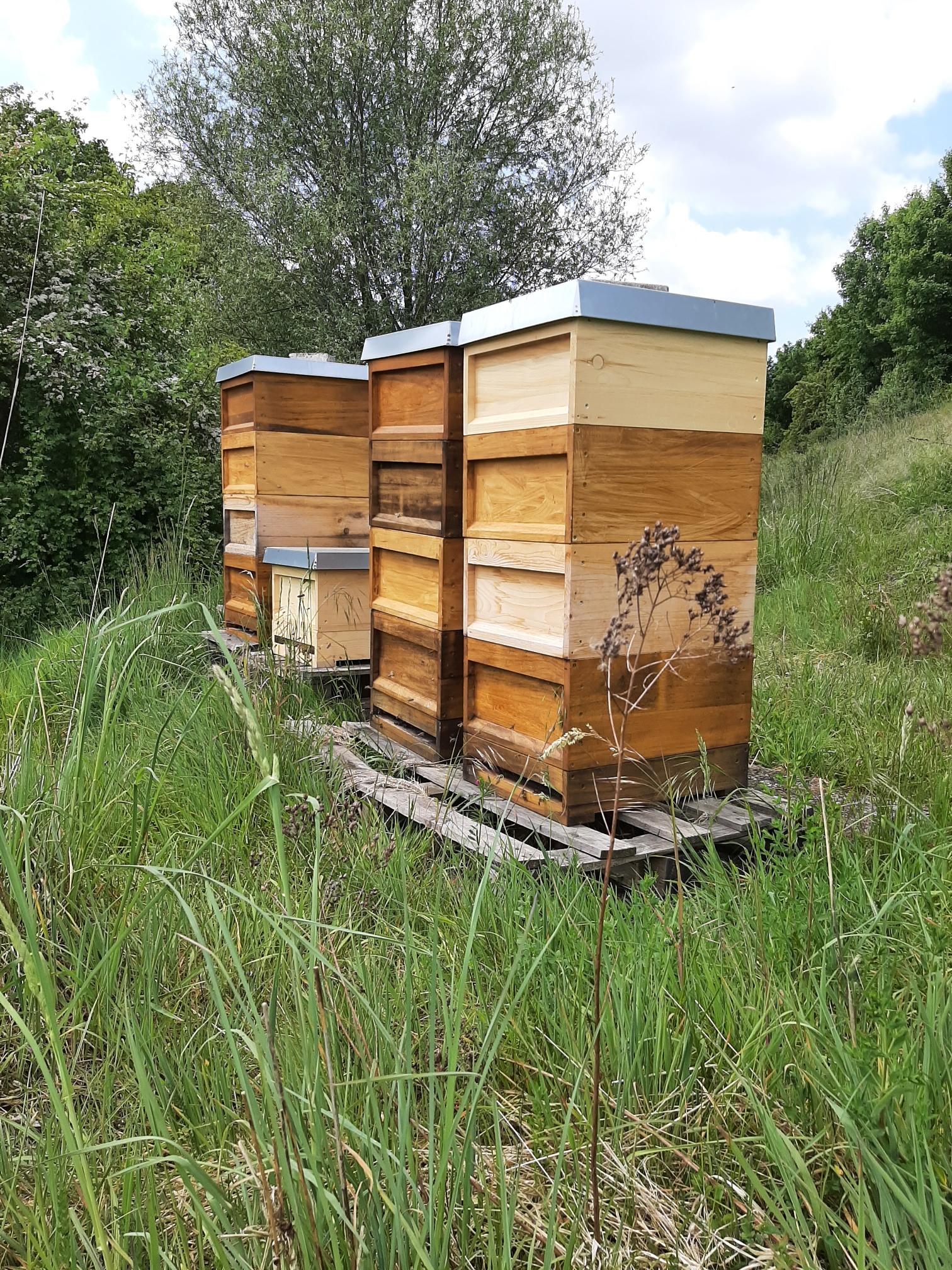 Bienenvölker auf der Deponie