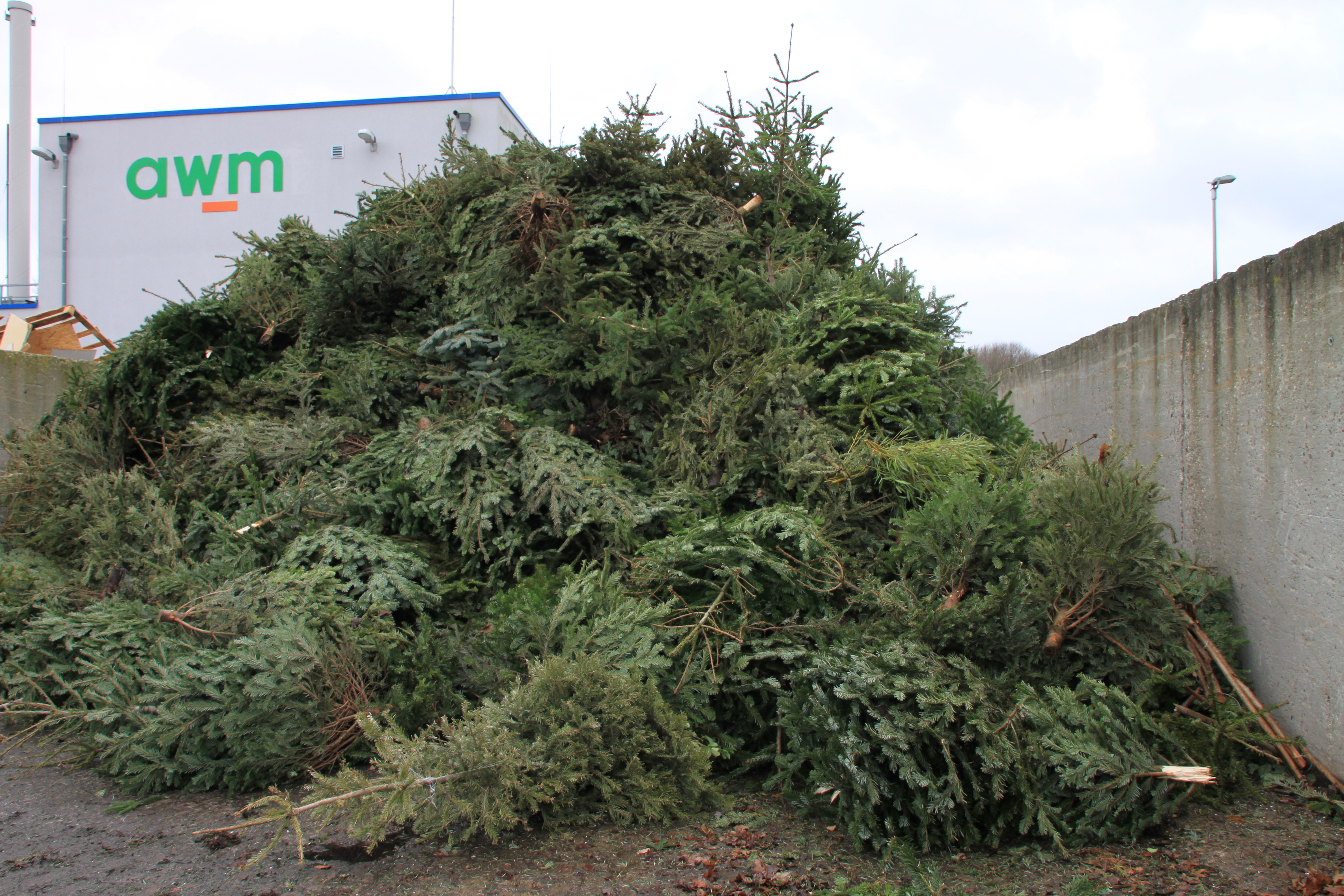 Weihnachtsbäume an der Kompostierungsanlage in Coerde