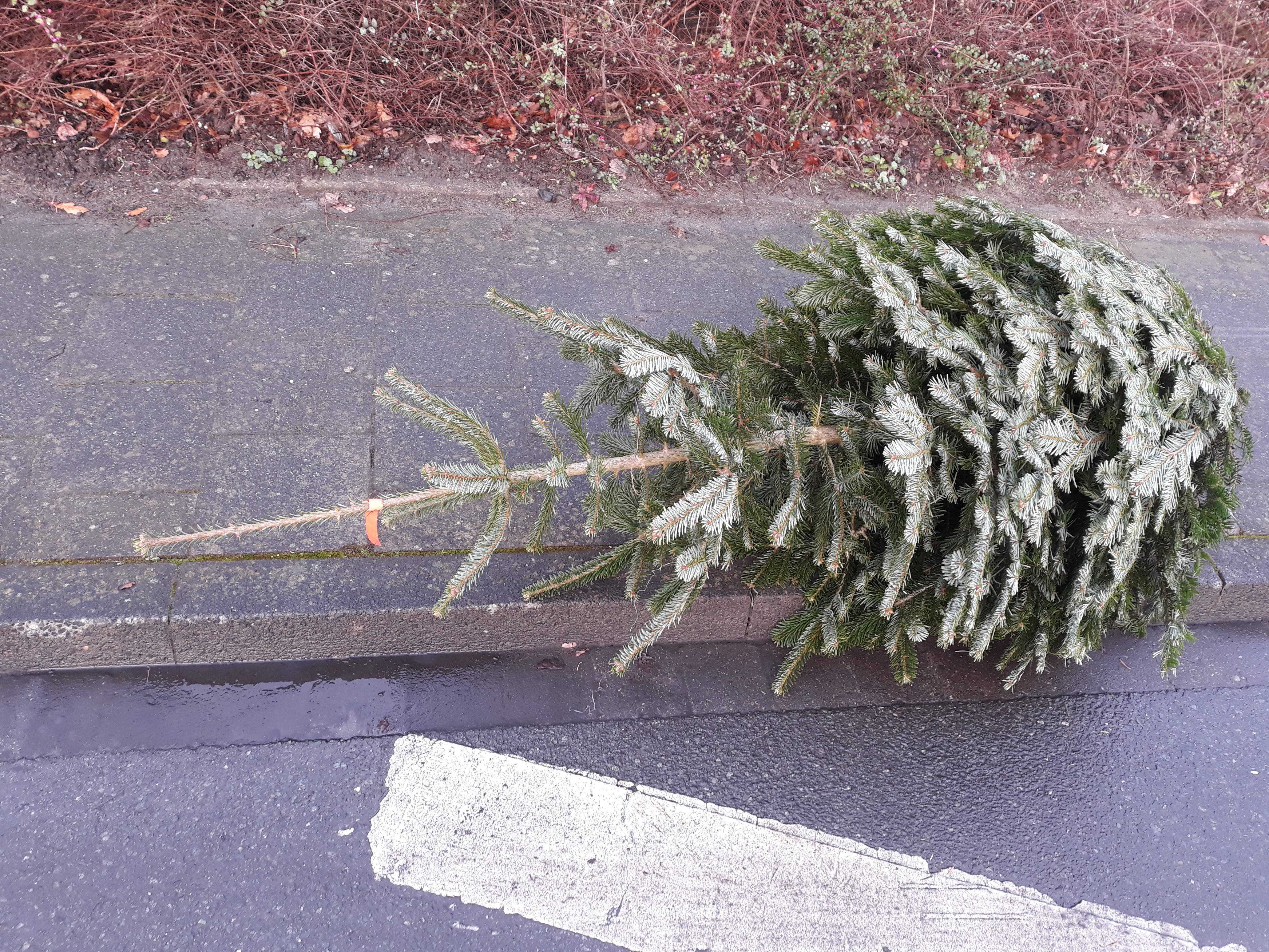 Abgeschmückter Weihnachtsbaum an der Straße
